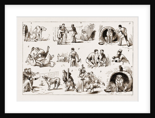 Dosing A Dog, 1883 by Anonymous