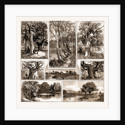 The Dedication Of Burnham Beeches To The Public Use, 1883 by Anonymous