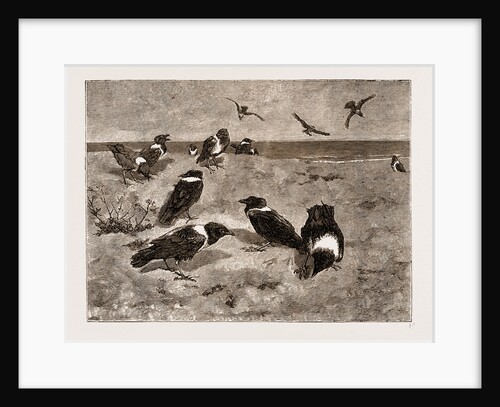 The River Congo: Scapulated Crows On The Beach At Banana, 1883 by Anonymous