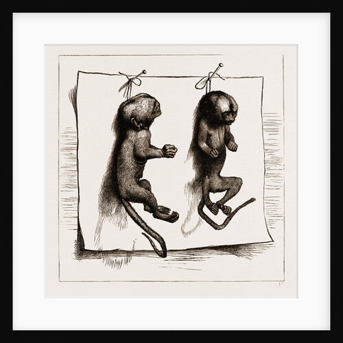 Two Young Marmozets, The First Ever Bred In Europe, 1883 by Anonymous