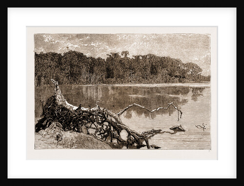 Forest Scenery On Upper Congo, Africa, 1883 by Anonymous