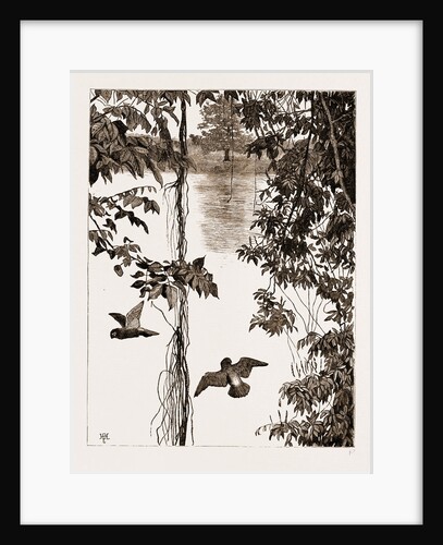 Philodendron Roots And Creeper On The River Quanza, Africa, 1883 by Anonymous