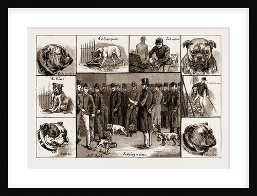 Notes At The Bull Dog Show, 1883 by Anonymous