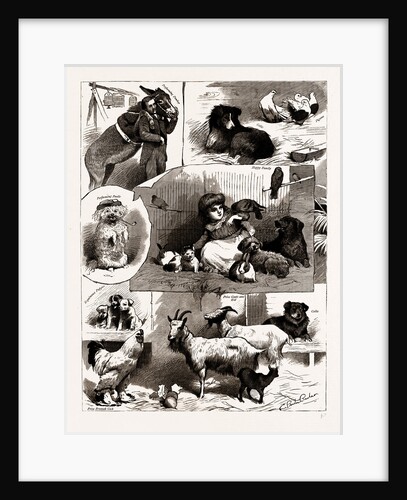 The Band Of Kindness! Donkey And Pet Show At Manchester, UK, 1886 by Anonymous