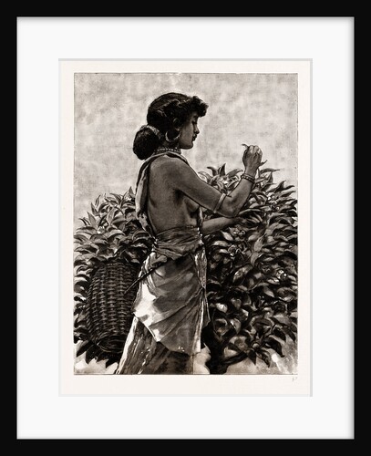 The Ceylon Tea Industry, Sri Lanka: Tamul Girl Plucking A Tea Bush, 1886 by Anonymous