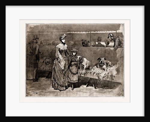 Among The Bull Dogs At The Kennel Club Show, UK, 1886 by Anonymous