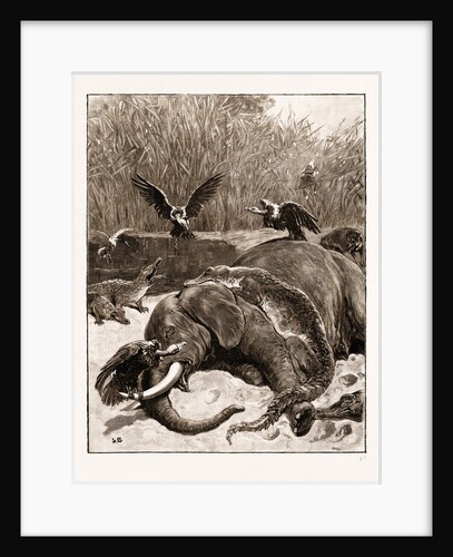 How Are The Mighty Fallen!: A Scene On The Banks Of The Limpopo River, South Africa, 1897 by Anonymous