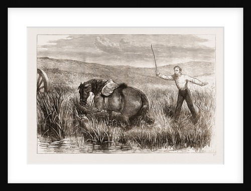 A Trooper's Horse In Foxton Mire, Autumn Manoeuvers 1873 by Anonymous