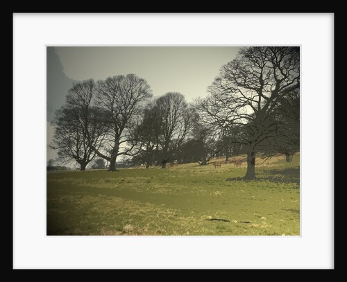 Mature Trees on the Hardwick Hall Estate by Sarah Smith