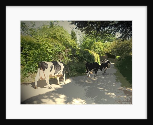Herd of Cows on Morley Lane in Stanley by Sarah Smith
