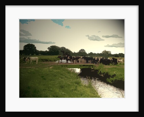 Cattle Crossing the River Tean by Sarah Smith