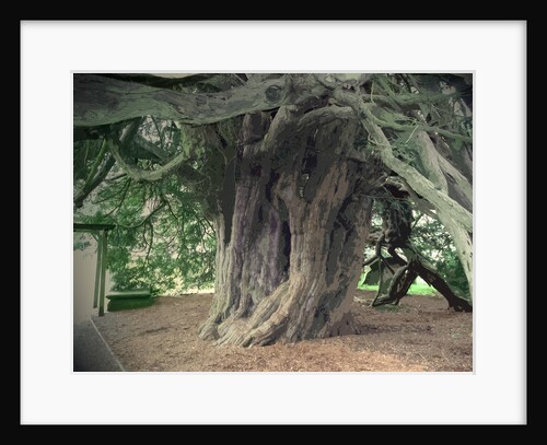 The Doveridge Yew - Trunk by Sarah Smith