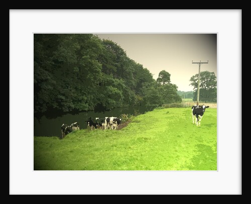 Livestock by the River Dove by Sarah Smith