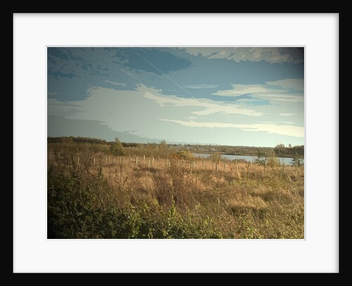 Plantation at Willington Gravel Pits by Sarah Smith