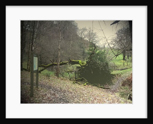 Swallows Wood by Sarah Smith