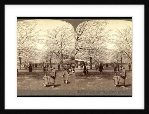 Cherry blossoms, the national flower of Japan, during cherry-bloom holiday week, Uyeno Park, Tokyo by Anonymous