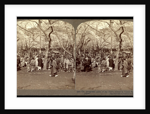 Cherry blossoms, the spring-time glory of the cherry blossoms in Uyeno Park, Tokyo by Anonymous