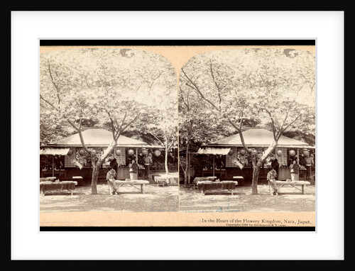 In the heart of the flowery kingdom, Nara, Japan by Anonymous