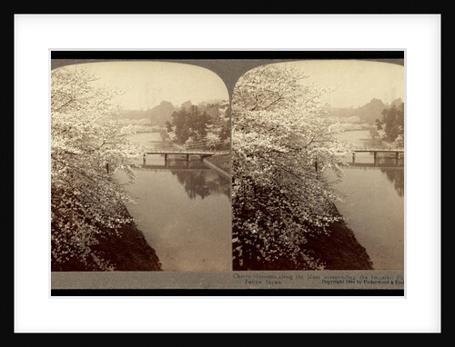 Cherry-blossoms along the moat surrounding the Imperial Palace Park, Tokyo by Anonymous