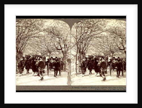 A canopy of cherry blossoms over beautiful Mukojima Avenue, (north), Tokyo by Anonymous