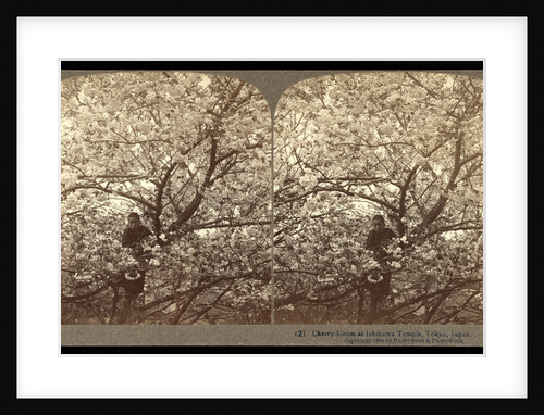 Cherry-bloom at Ishikawa Temple, Tokyo by Anonymous