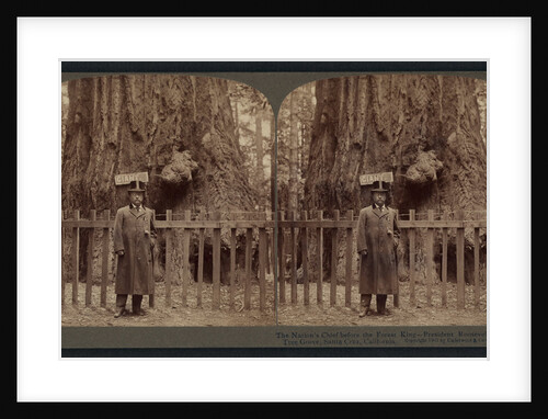 The nation's chief before the forest king - President Roosevelt in Big Tree Grove, Santa Cruz, California by Anonymous