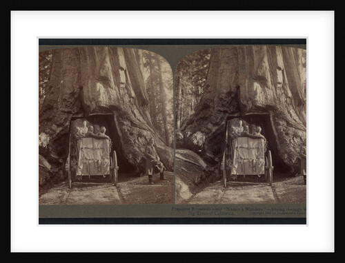 President Roosevelt amid Nature's Wonders - driving through Wawona, Big Trees of California by Anonymous