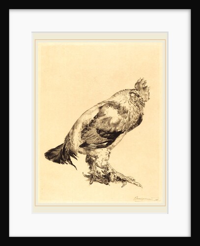 The Old Cock, 1882 by Félix Bracquemond