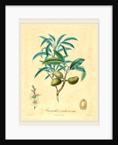 Amandier a feuilles de saulle by Anonymous