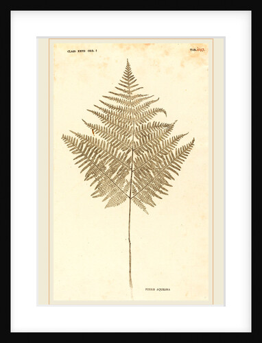 Pteris Aquilina by Johann Hieronymus Kniphof