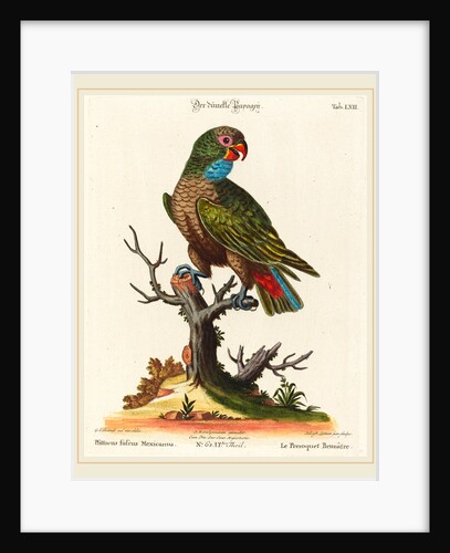 Parrot by Johann Sebastian Leitner