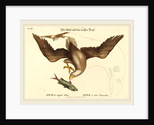 The Bald Eagle, probably 1743-1762 by Johann Michael Seligmann