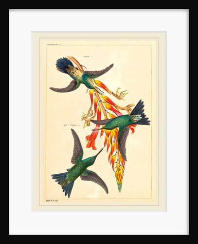 Three Hummingbirds with Plant by Heinrich Gottlieb Ludwig Reichenbach