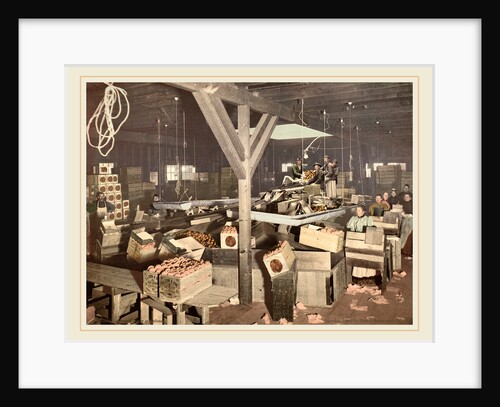 Orange Packing at Redlands, 1899, photochrom by Anonymous