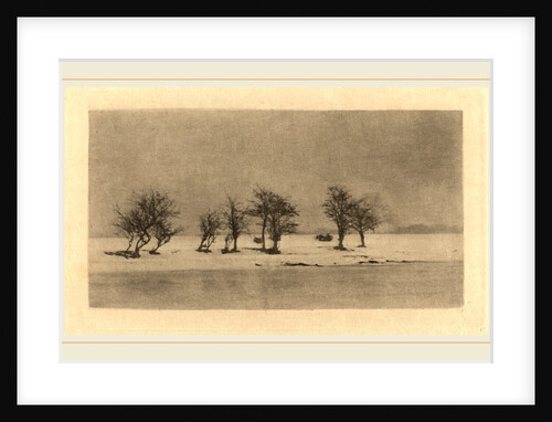Gnarled-Thorn Trees, c. 1890 by Peter Henry Emerson