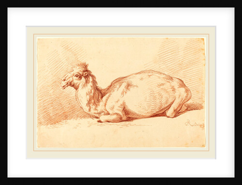 A Dromedary, 1750s by Johann Elias Ridinger
