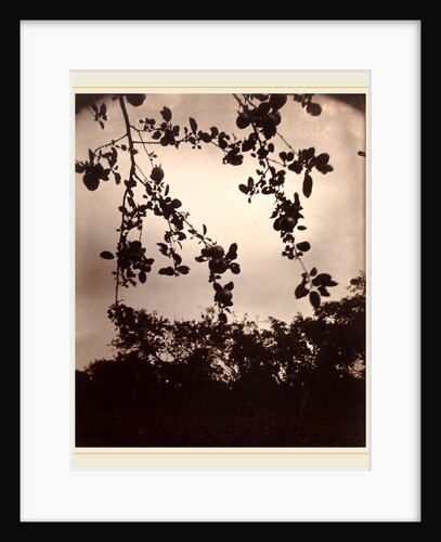 Branche de pommier by Eugène Atget