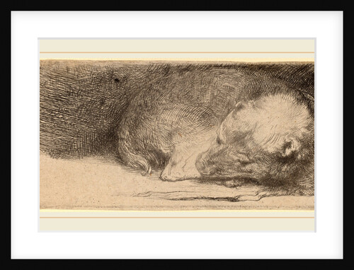Sleeping Puppy, c. 1640 by Rembrandt van Rijn