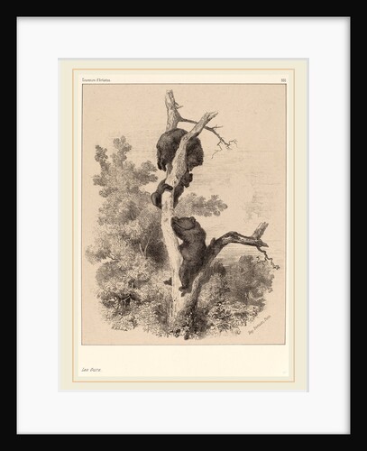 Les ours, Swiss by Karl Bodmer