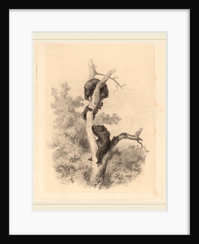 Les ours, Swiss by Karl Bodmer