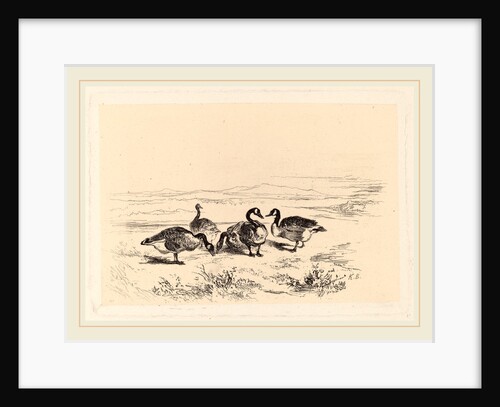 Oies bernacles, Swiss by Karl Bodmer