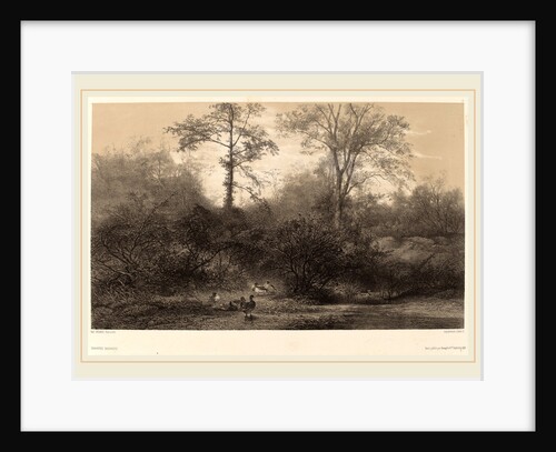 Canards Sauvages, Swiss by Karl Bodmer