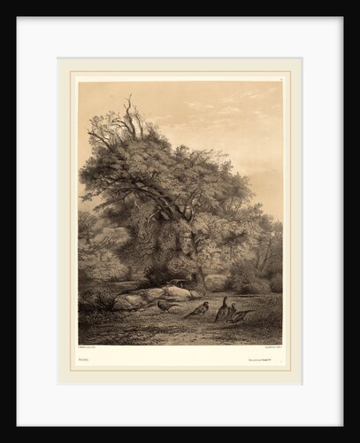 Faisans, Swiss by Karl Bodmer