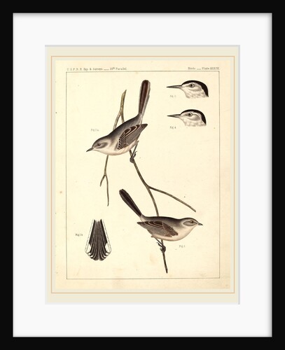 Birds-U.S.P.R.R. Exp. & Surveys, 35th Parallel by Anonymous