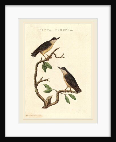 Sitta europea by Anonymous