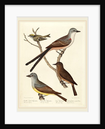 Swallow-tailed Flycatcher, Arkansas Flycatcher, Say's Flycatcher, and Female Golden-crested Wren by Alexander Lawson