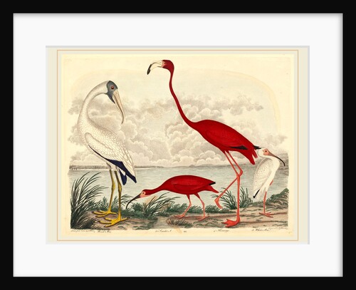 Wood Ibis, Scarlet Ibis, Flamingo, and White Ibis by John G. Warnicke