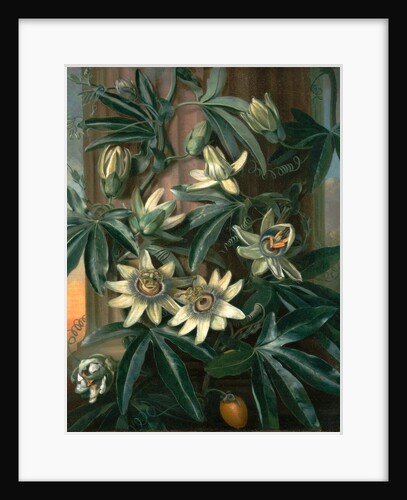 Blue Passion Flower, for the 'Temple of Flora' by Robert Thornton by Philip Reinagle