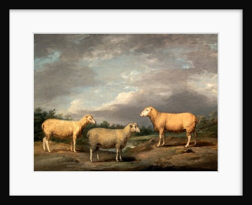 Ryelands Sheep, the King's Ram, the King's Ewe and Lord Somerville's Wether by James Ward