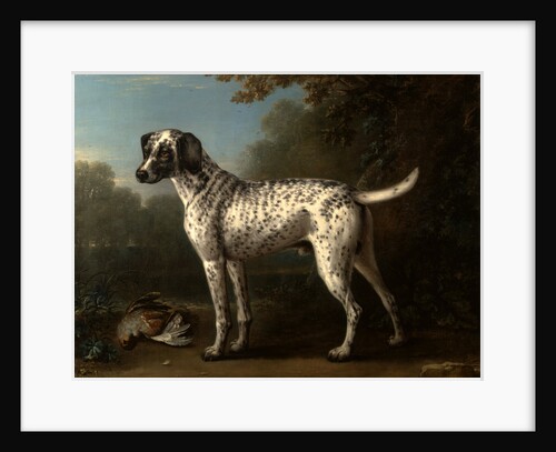 A Grey Spotted Hound by John Wootton
